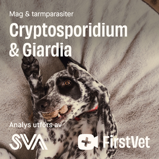 Avföringsprov Giardia och Cryptosporidium - Giardia och Cryptosporidium
