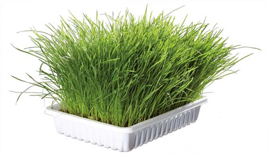 Kattgräs Vitaminberikat med Odlingslåda - 100 g