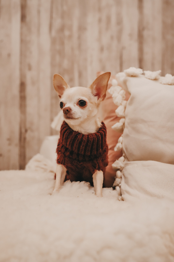 Handstickad tröja för hund - 20 Vinröd