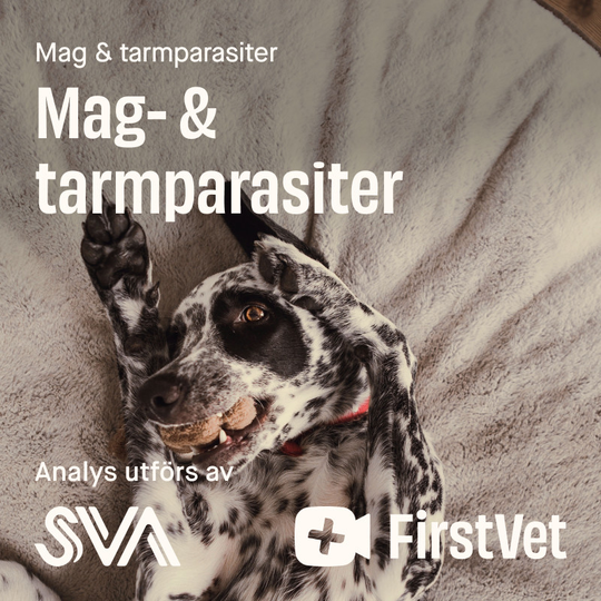 Avföringsprov mag- & tarmparasiter paket - Mag & tarmparasiter