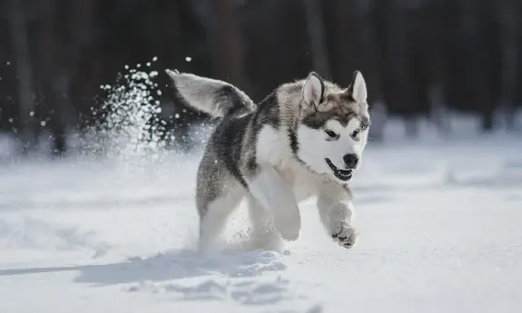 Siberian husky - en arbetsvillig hund